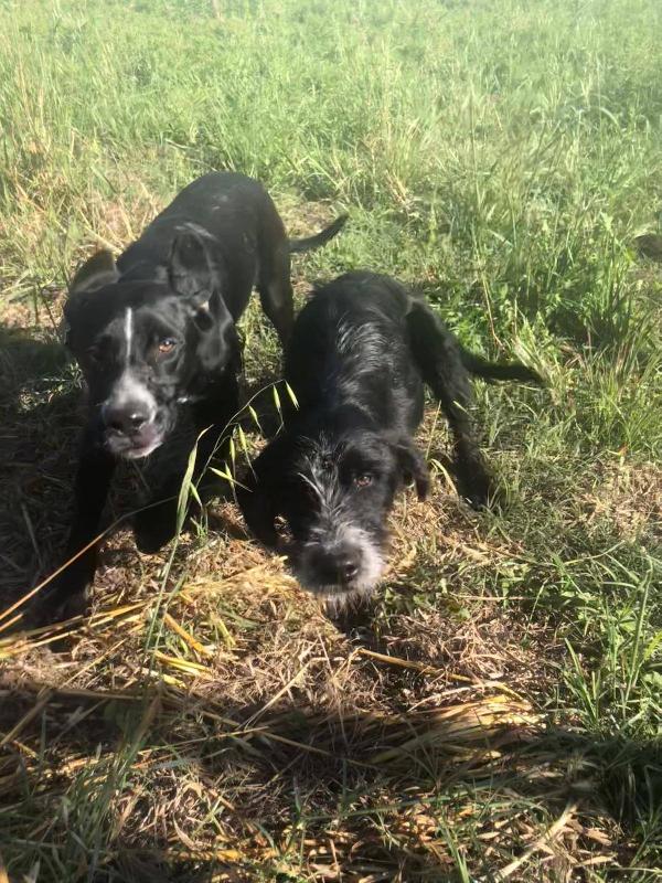 Thor & Loky, Due Giovanotti In Cerca Di Casa